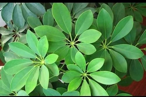 你知道如何养“鹅掌柴”吗？