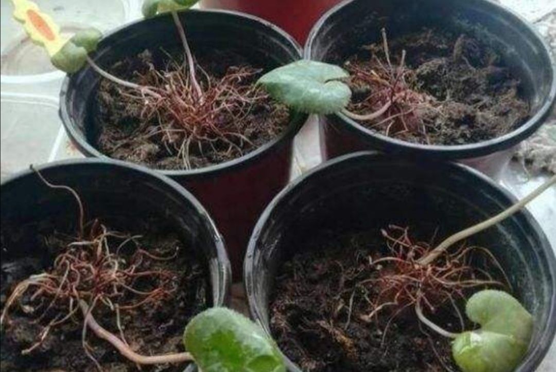 种花|夏天3种花要休眠,要给它控水停肥,不然容易发生腐烂