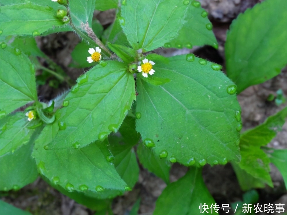  农村|从前农村的“野草”，现在人人抢着挖的“宝”，你知道它是谁吗？