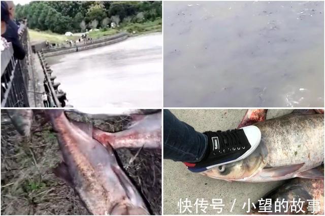 洪湖河道鲢鳙成灾,黑压压一片都是鱼邓刚来了也犯怵