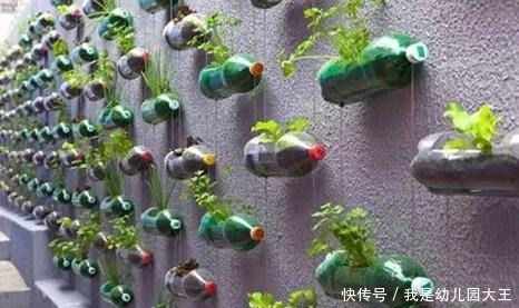 矿泉水瓶别扔了,对半切种菜,阳台秒变大菜园,天天都吃新鲜菜!