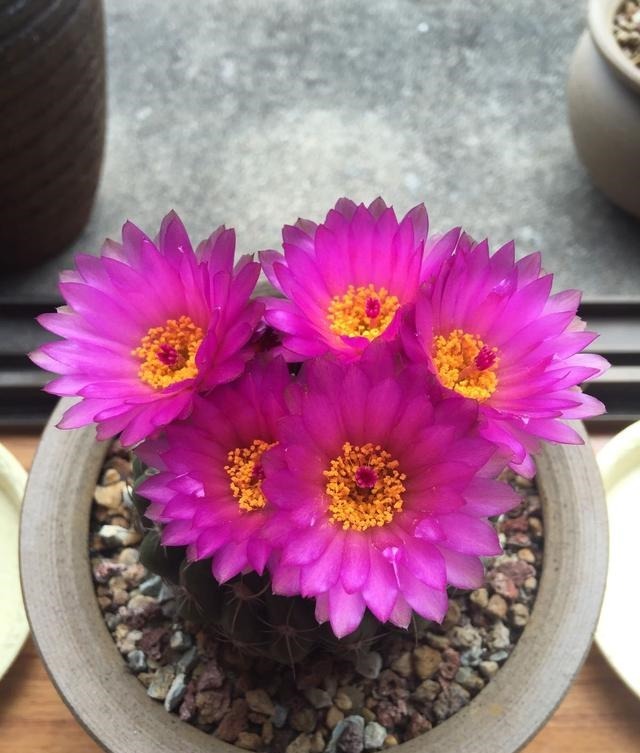 60岁的他,退休只养仙人球,10个品种,开花比月季还漂亮