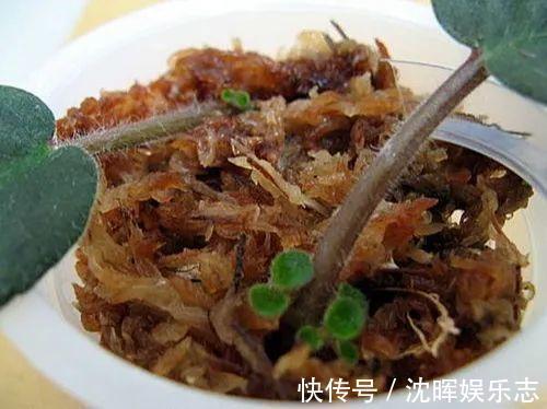 非洲堇|这花送人,只用送一片叶子,插土就活不心疼!