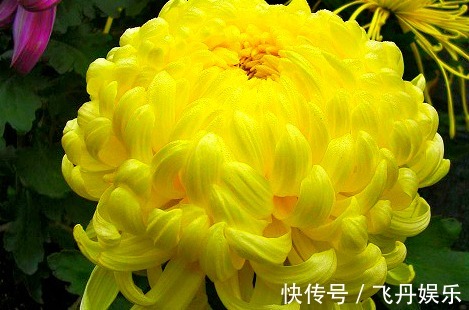 生长势|喜欢菊花,不如养盆“菊中珍品”黄创云,花似黄金,高贵优雅多姿
