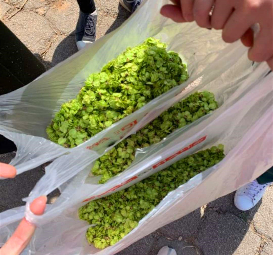 菠菜|春天唯一不含“草酸”的野菜，钙是菠菜3倍，正当季，不懂吃可惜