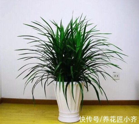 黄叶|如果你养着“大型绿植”，想要不落叶，不黄叶，把这4点做好