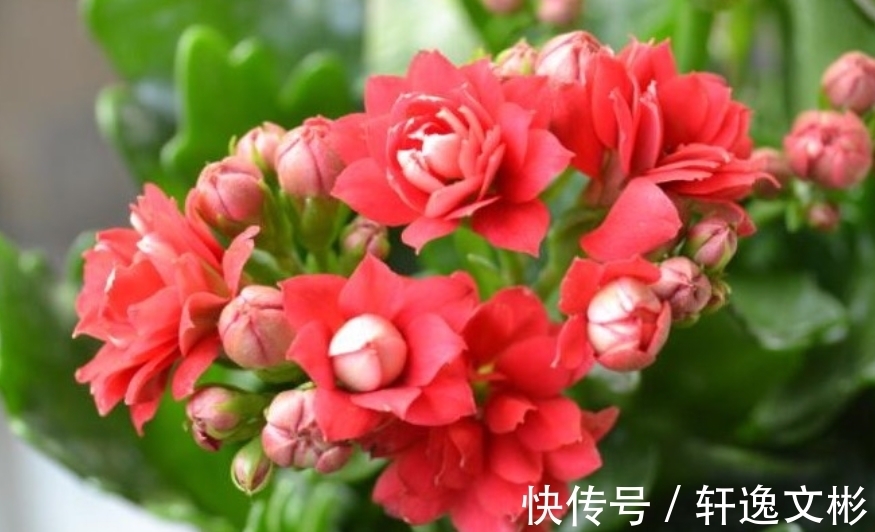 长寿花还不开花?换个位置,再施1种肥,花苞长满盆,呼呼开花!