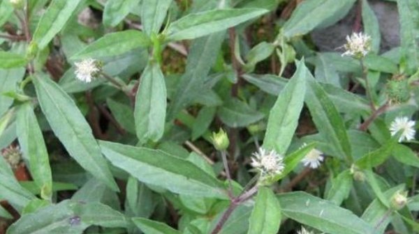 白发|地里一野草，名叫“墨旱莲”，能让白发变乌黑，样貌普通却很珍贵