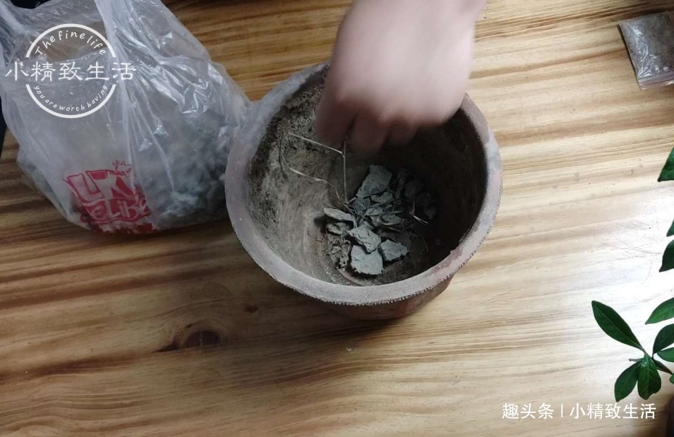 栀子花买回家，上盆分6个步骤，用9张图说明，完整明了