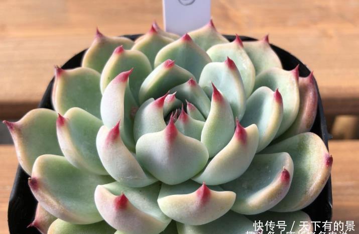 卡罗拉|多肉桃太郎不是吉娃娃,但它们实在太相似,很多时候我也区分不开