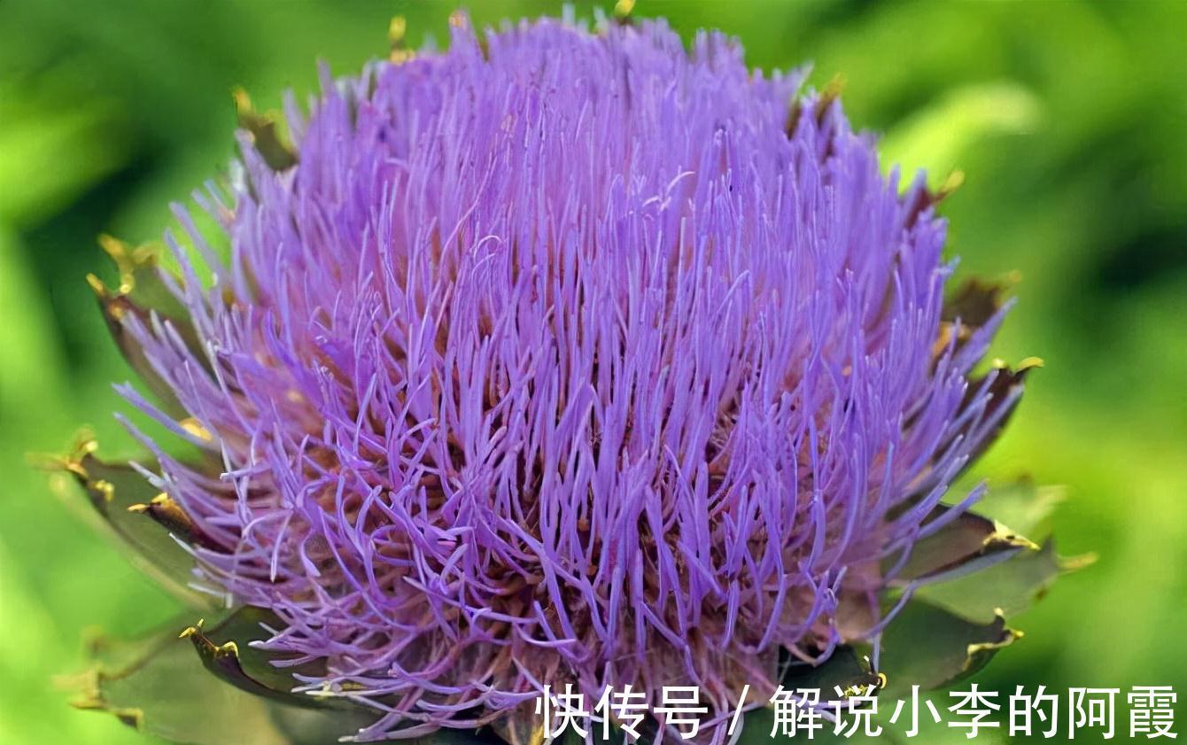 金色“大莲花”好看还好吃,“巨大神秘”的花,你肯定没见过