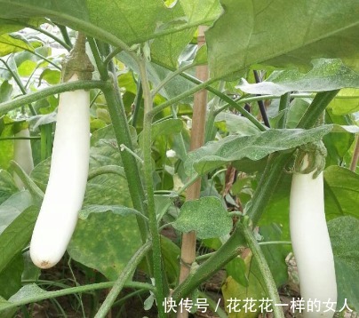 养护|阳台种花养草,不如种几种菜,养护简单又美观,好看好吃,吃不完