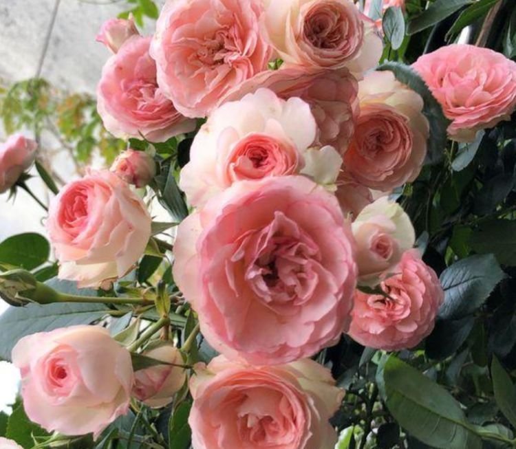 太阳花|4种花现在养刚刚好，开花很漂亮，浇水就疯长，夏季也能疯长不停