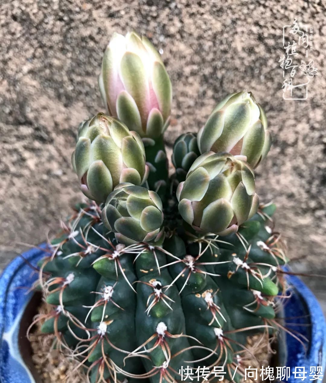 一种爱好就是一种境界,养花养多肉可以培养一个人的心境!