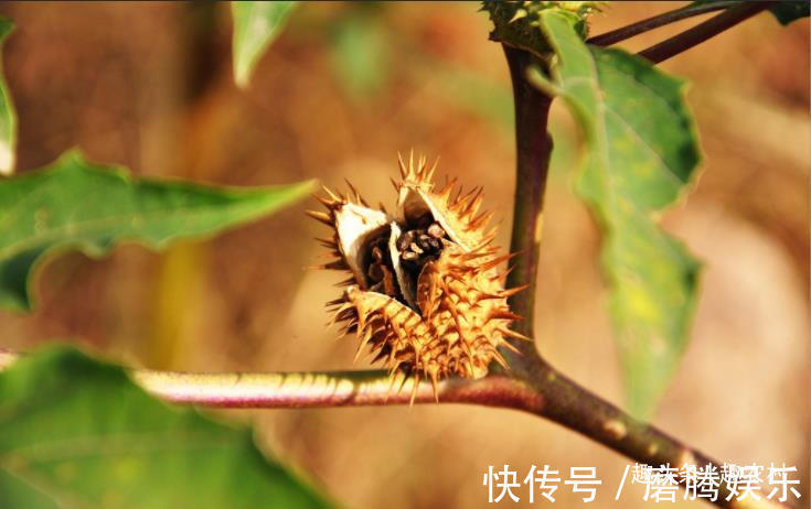 蛇莓|小时候常见又叫不上名的植物，终于知道叫啥了，太全了