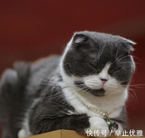 |幽默笑话:宿舍闹老鼠,舍友从网上买了粘鼠贴,她问我东西怎么用