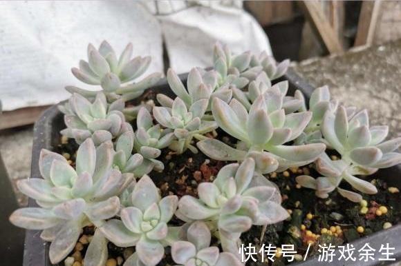 多肉淡雪，多肉中的“战斗机”，长得飞快，1年长成老桩