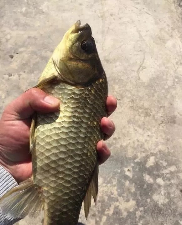 大板鲫|冬天用传统钓不会抓口?记牢这5个漂相,每次提竿都有大板鲫上岸