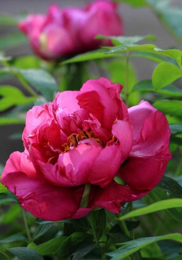 新年买两种花，花开富贵吉祥如意，年味十足