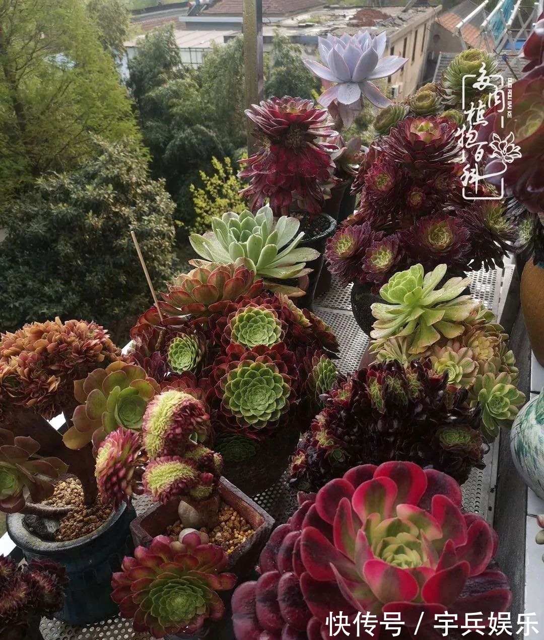 多肉植物|养多肉三年多九万里悟道,终归诗酒田园!