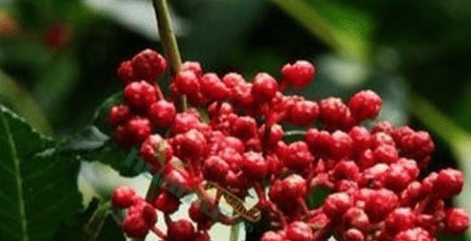 腰肌劳损|花椒+红糖太厉害了，腰腿不痛不麻了，坐骨痛也拜拜了！