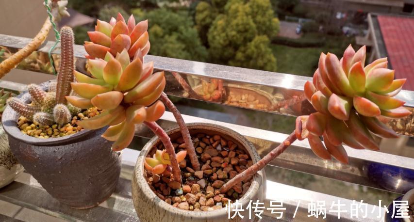 多肉|有些人多肉养不好,却该怪自己“太勤快”,有你吗?
