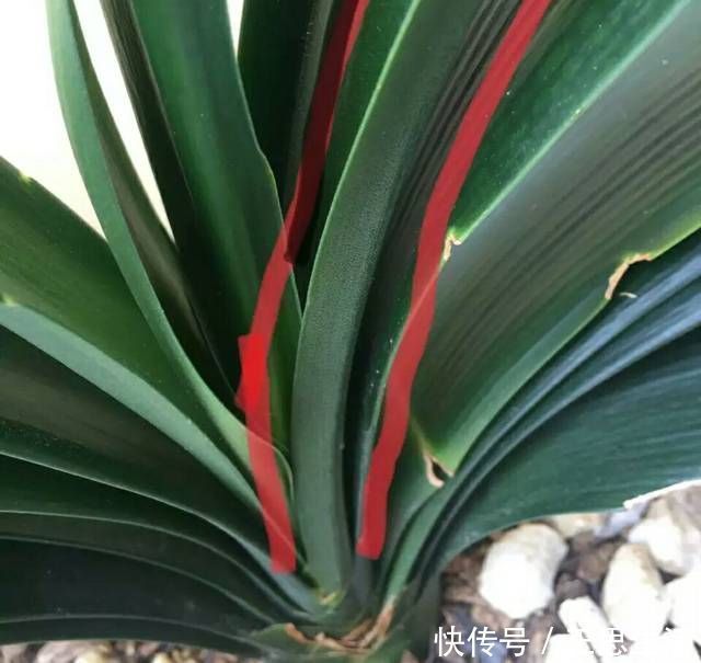 新叶|君子兰长出抽屉叶怎么办直接用刀割成开裆裤恢复吧