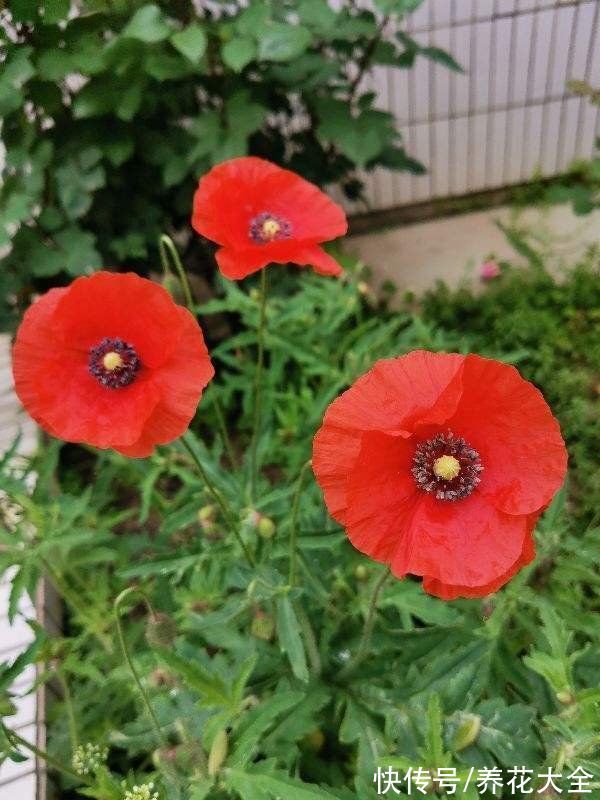 民间流传不吉利的花,敢养的人太少,你养过几种?