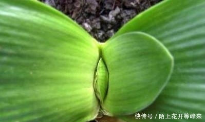 新手养君子兰最常见的夹箭问题,只要用这个小绝招,轻松就解决