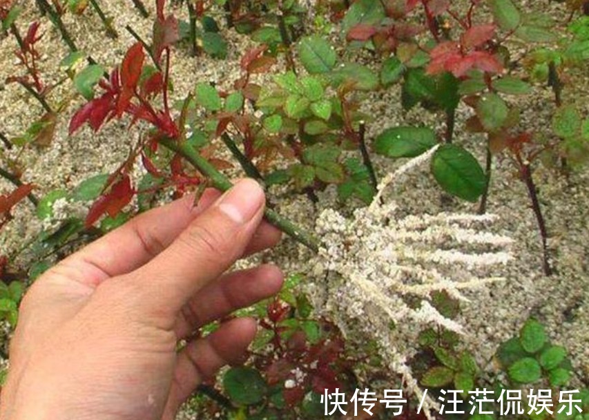 生根|3种花受欢迎，“随便”折个枝就能活，7天生根，立冬就开花