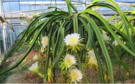 4种“果核”不要扔,埋土里,5天之后“惊喜”不断,观叶又收果!