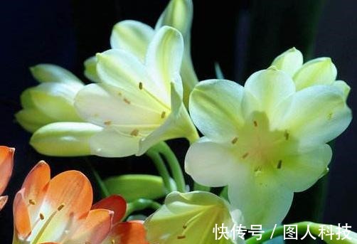 补肥|做好这4步,君子兰就能养好,叶子翠绿,过年花箭窜出来