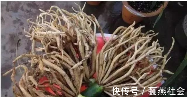 肉质根|给君子兰换盆,5个要点要“记牢”,服盆快,不烂根!