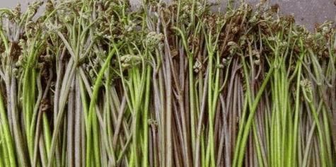 农村墙角的一些野菜,有抗菌、解热、消炎、明目等作用