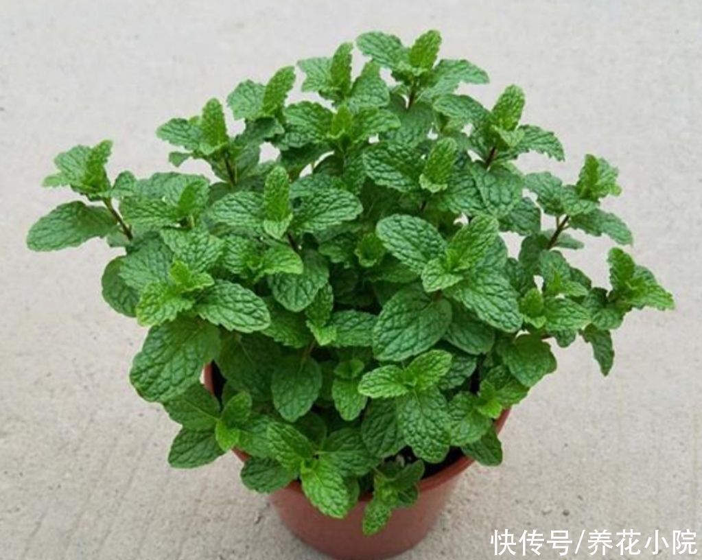 生长期|6种清新小绿植,摆放在室内观赏,漂亮大方,空气好