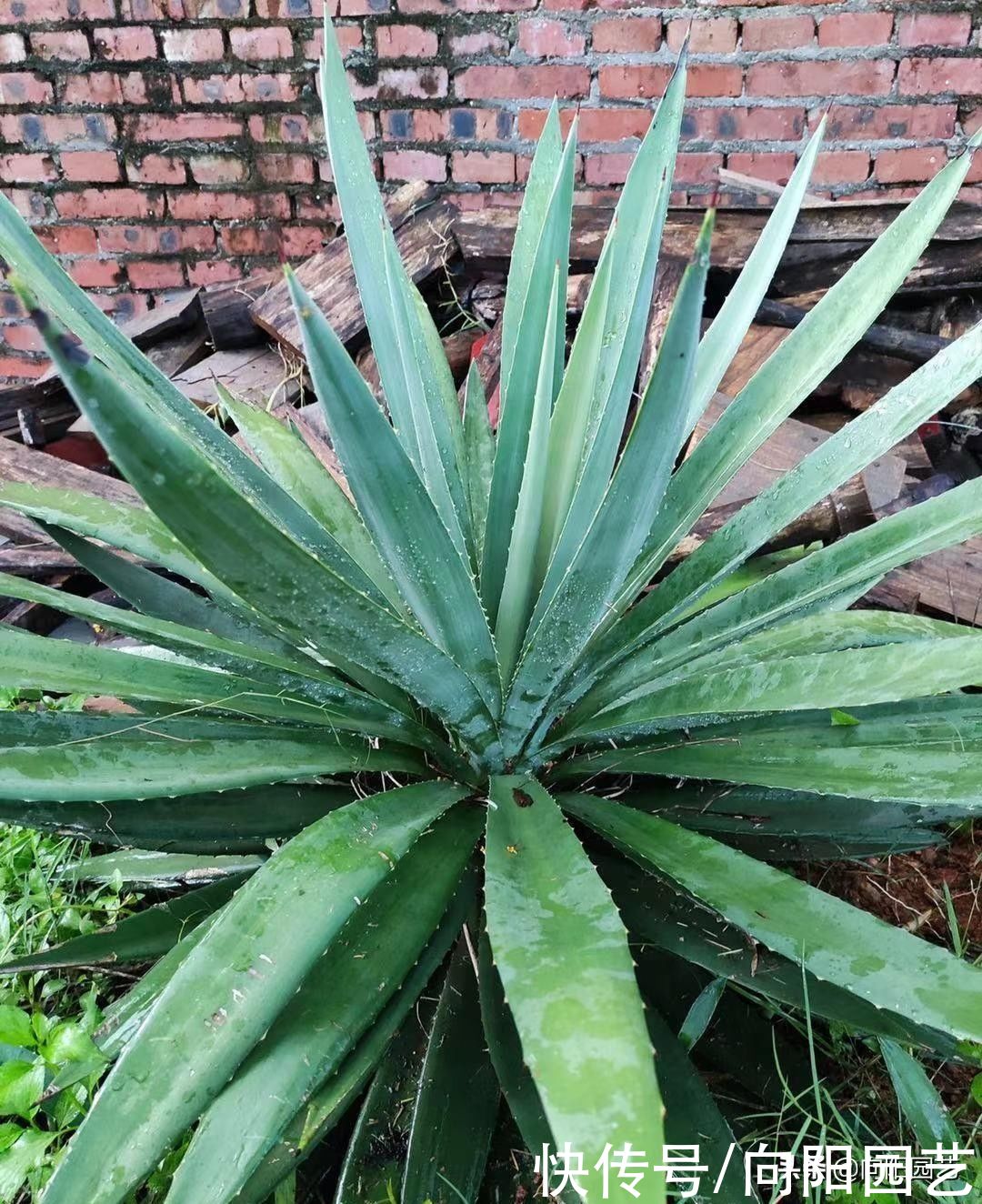 这种龙舌兰，城里卖30块一棵，山上到处是，很适合园艺造景