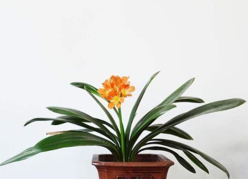 养好君子兰很简单,只需要在盆土中加点料就可以了!