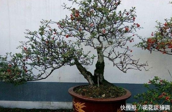 这几种水果吃完先别扔!放盆里泡7天就发芽,一个月左右美不胜收