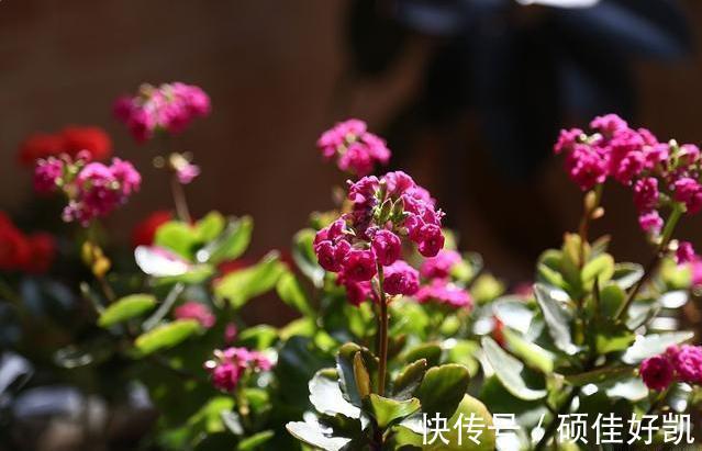 养花|养花要用“杀菌剂”,这3种就很好用,家家都有,效果比多菌灵强