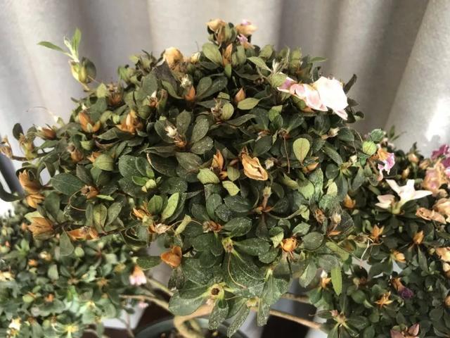 家里养盆虎皮兰，小花盆、挤着养，疯狂开花爆小崽！