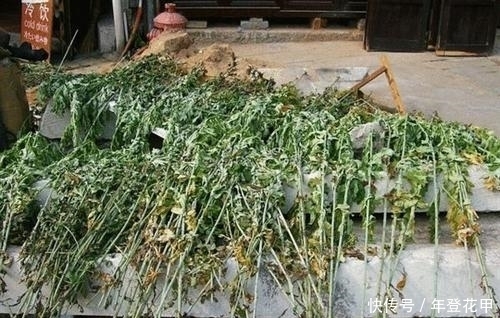 夏天来临时,古人是如何防蚊虫叮咬的?