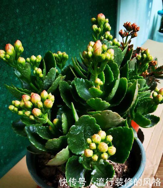 长寿花“装菜”不打花苞?注意这“三点”,花苞呼呼冒花儿满枝头