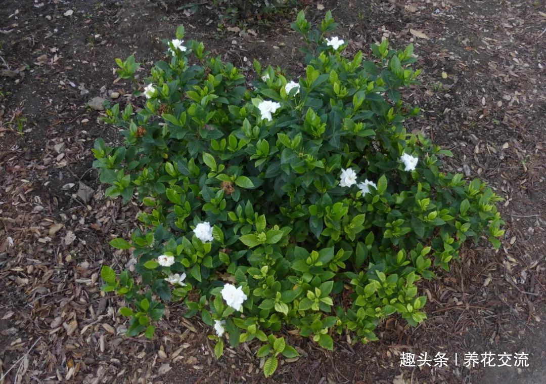 栀子花种院子开花特别好,移到盆里就叶黄枯萎,都怪这几点没做好