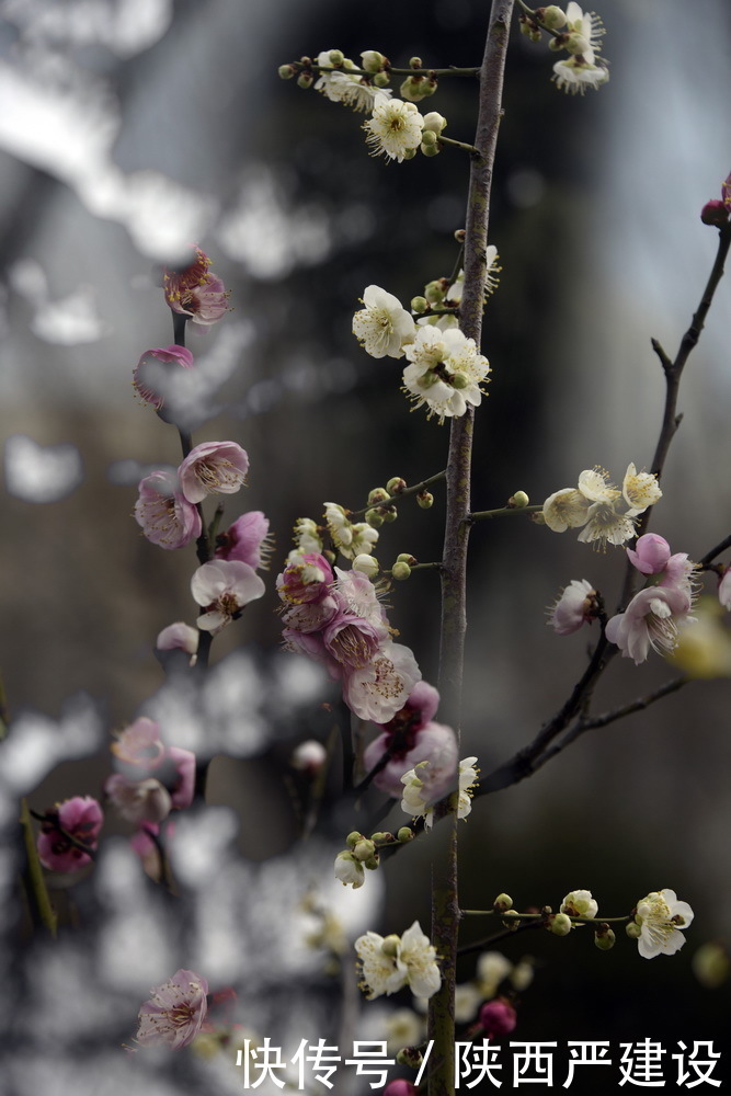 中年|新虹桥花园随记【严建设】