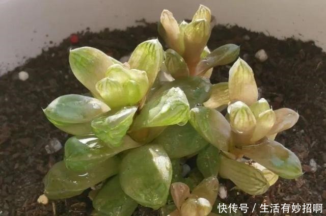 10种花,春天不能晒,躲屋里最安全!10种花,春天不能晒,躲屋里最安全!