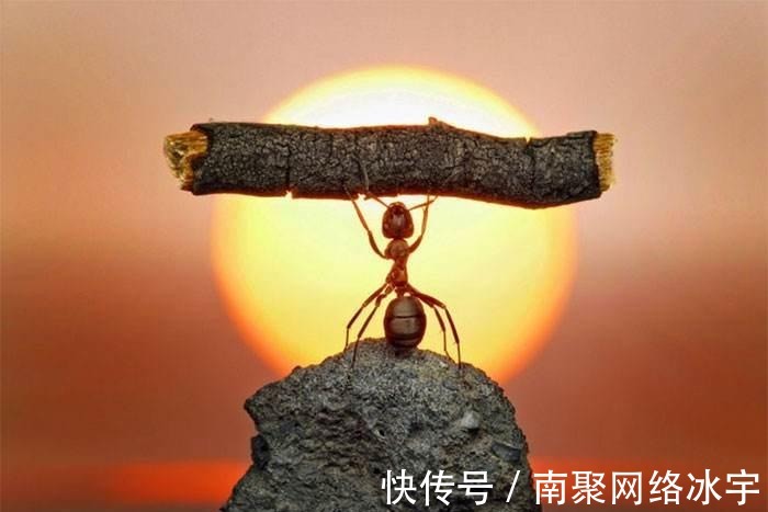 人类|蚂蚁勤劳吗 78%蚂蚁在干活, 22%蚂蚁在聊天