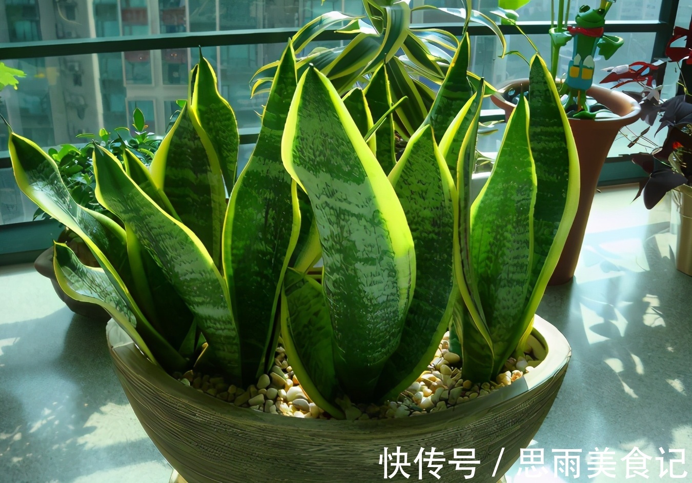 次数|阿司匹林养花诀窍:磨碎、兑水,控制住浓度和使用次数