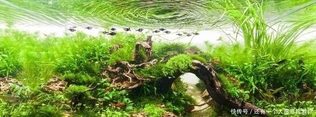 “水至清则无鱼,人至察则无徒”的含义,我们真正弄懂了