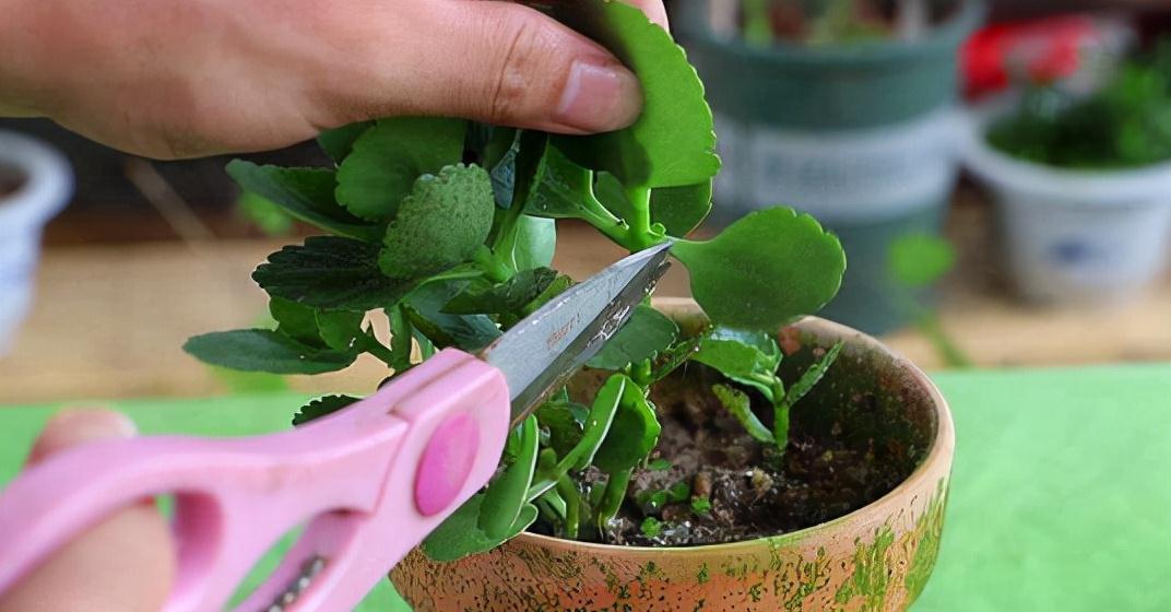 长寿花这样养,一盆变多盆,放在阳台挤爆盆