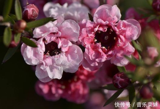 阳台养这几朵花,花开不断,开花幽香暗淡,个个开花漂亮